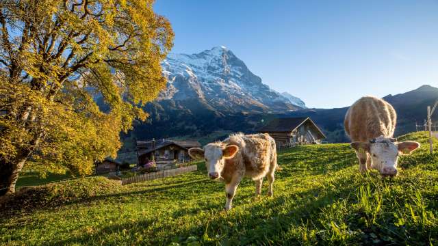 Imagefilm Grindelwald