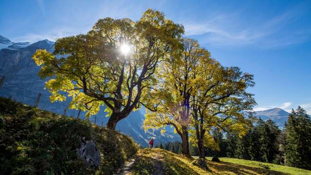 Herbstspot Grindelwald